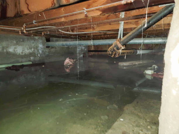 Best Carpet water damage restoration  in Eufaula, AL